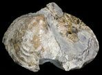 Hoploscaphites Nodosus Ammonite - Nice Display #43945-1